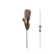Protea művirág, barna