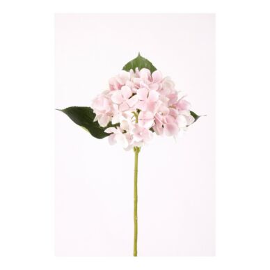 Művirág Hortenzia, Rózsaszín