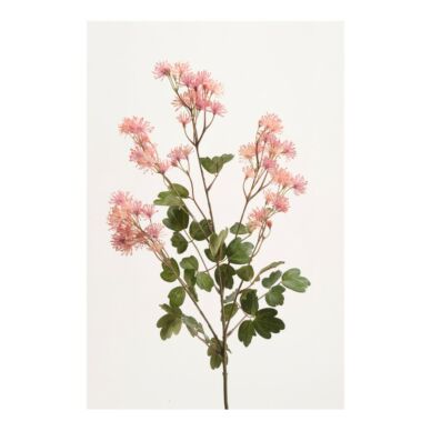 Művirág vadvirág, Rózsaszín