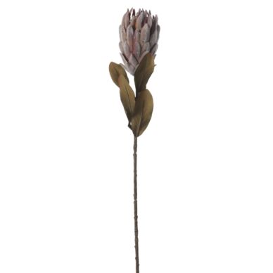 Protea művirág, barna