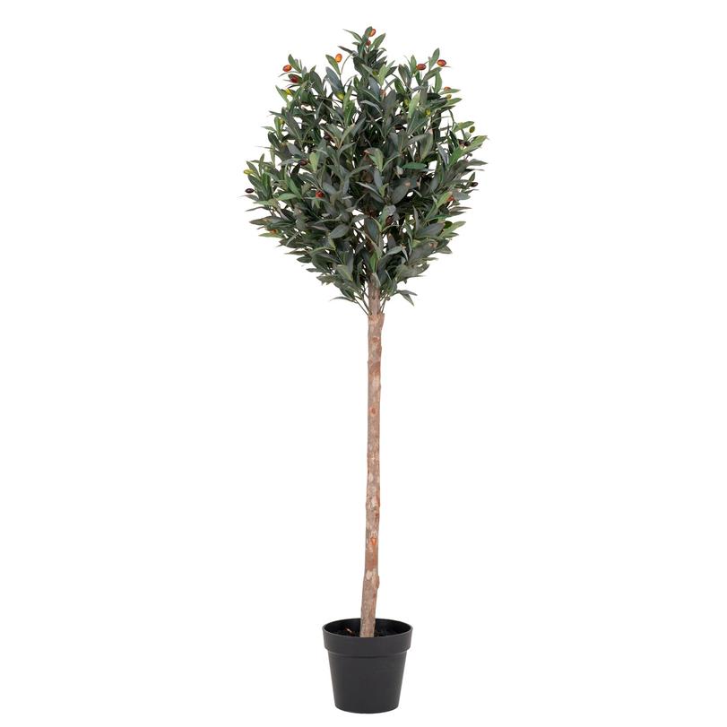 Művirág, olajfa, H150 cm