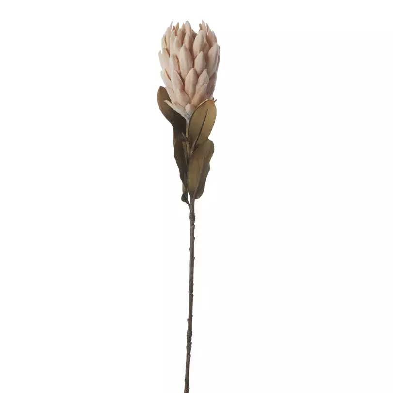 Protea művirág, bézs
