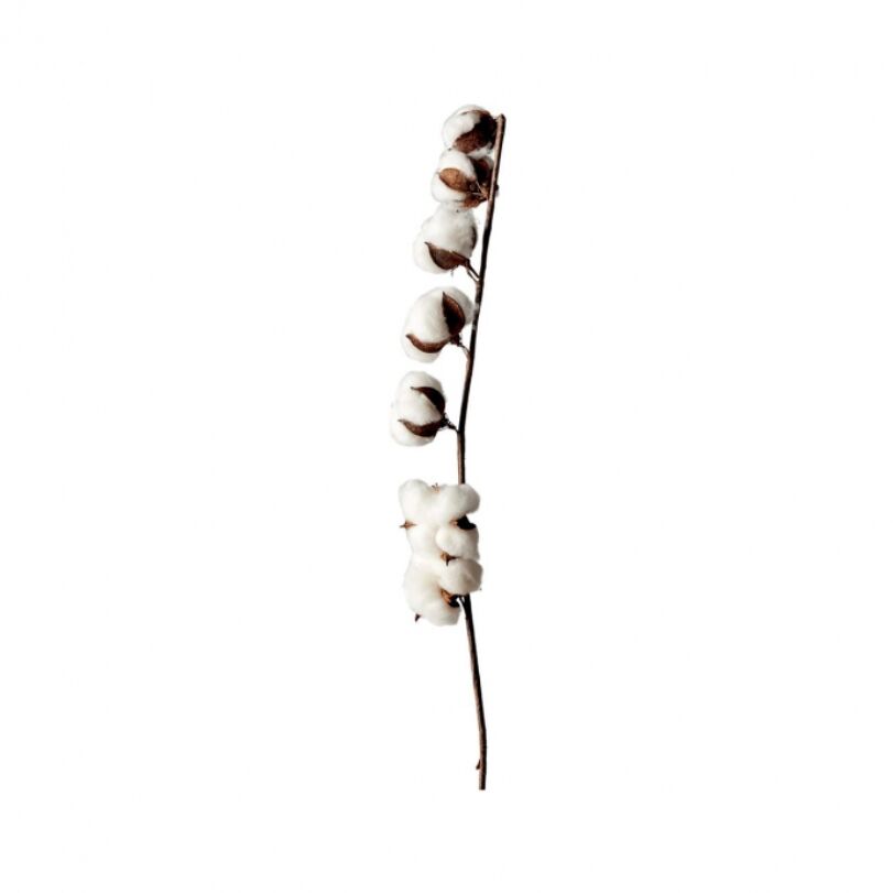 Művirág Bence, fehér